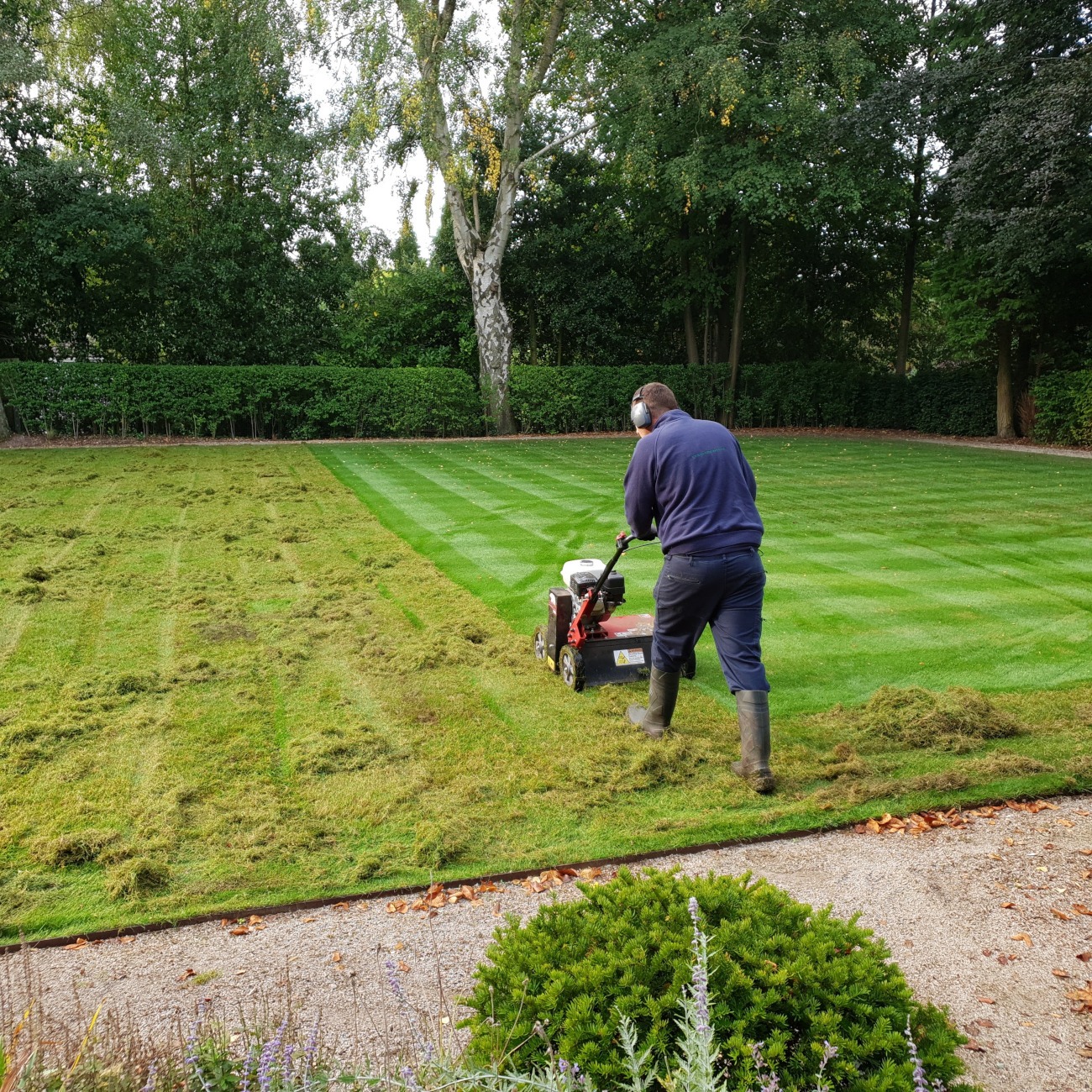lawn-scarification